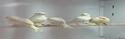 Mixed Breed birds for sale: Canaries  - Advert 2