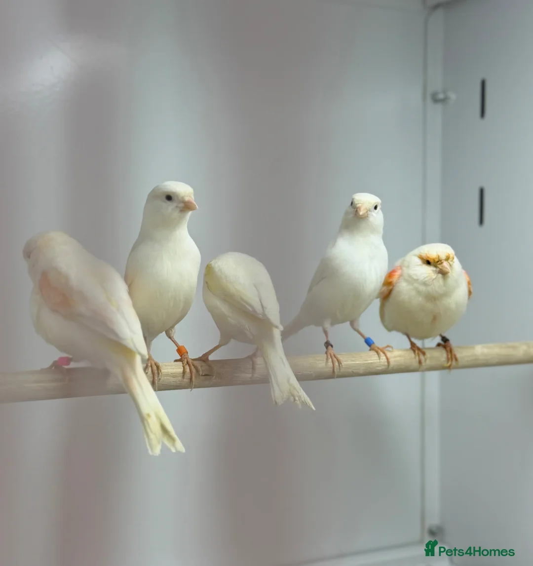 Mixed Breed birds for sale: Canaries  - Advert 2