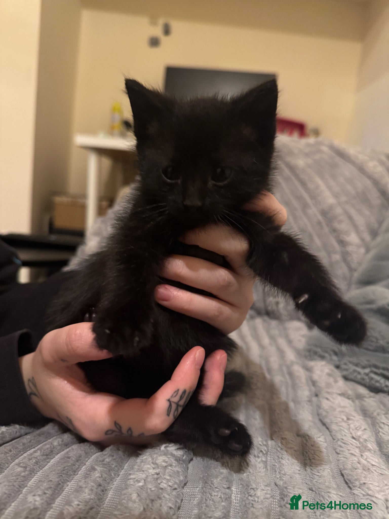 British Shorthair cats 2 Beautiful kittens for sale  - Advert 4