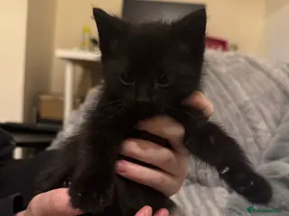 British Shorthair cats 2 Beautiful kittens for sale - Advert 2