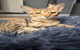 Savannah cats for sale: F3 Savannah female  - Image 1