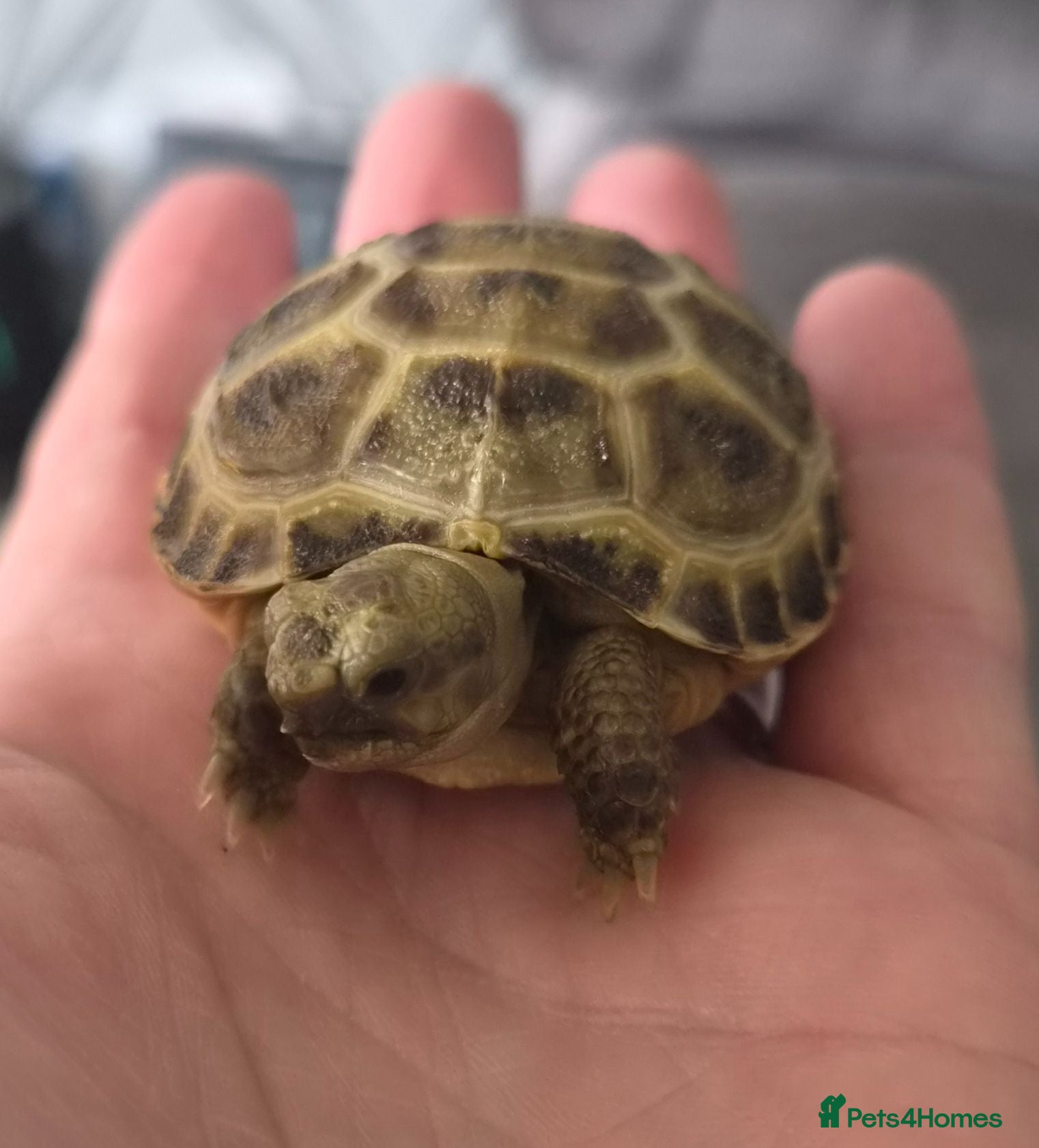 Tortoise reptiles Horsefield Baby Tortoise - Advert 2