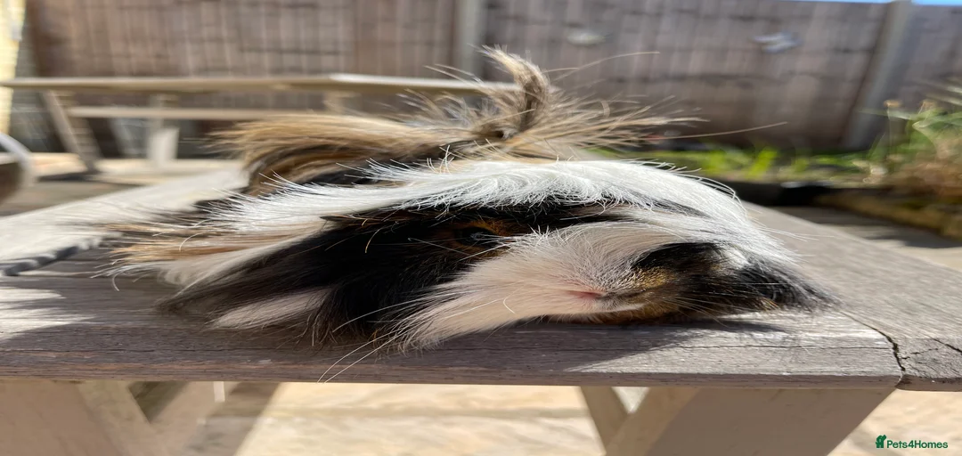 Gallery Image {{count}}