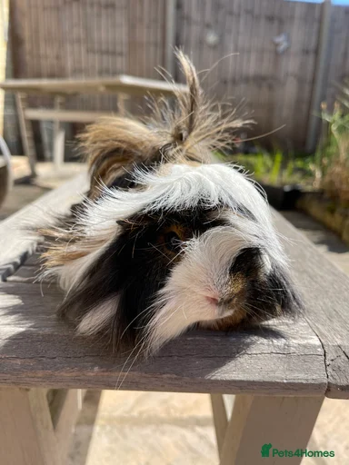 Gallery Image {{count}}