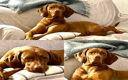Hungarian Vizsla dogs for sale: KC registered Hungarian Vizsla puppies for end Aug - Image 7