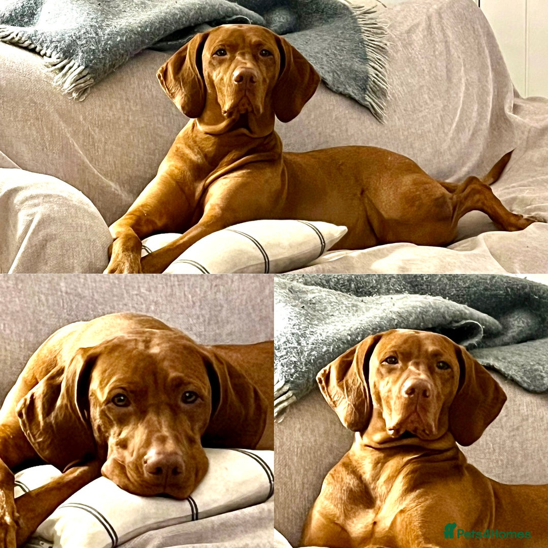 Hungarian Vizsla dogs for sale: KC registered Hungarian Vizsla puppies for end Aug - Image 7