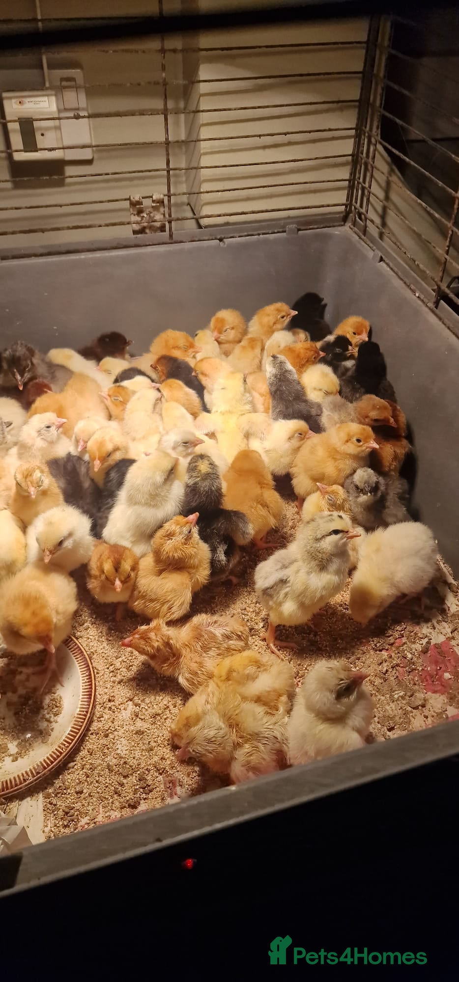 Chickens poultry Chicks for sale  - Advert 20