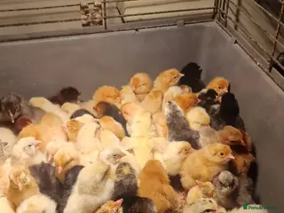 Chickens poultry Chicks for sale - Advert 20