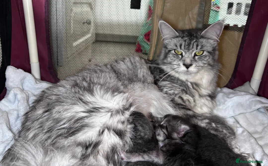 Maine Coon cats for sale: Pedigree Maine Coon Kittens  - Advert 3