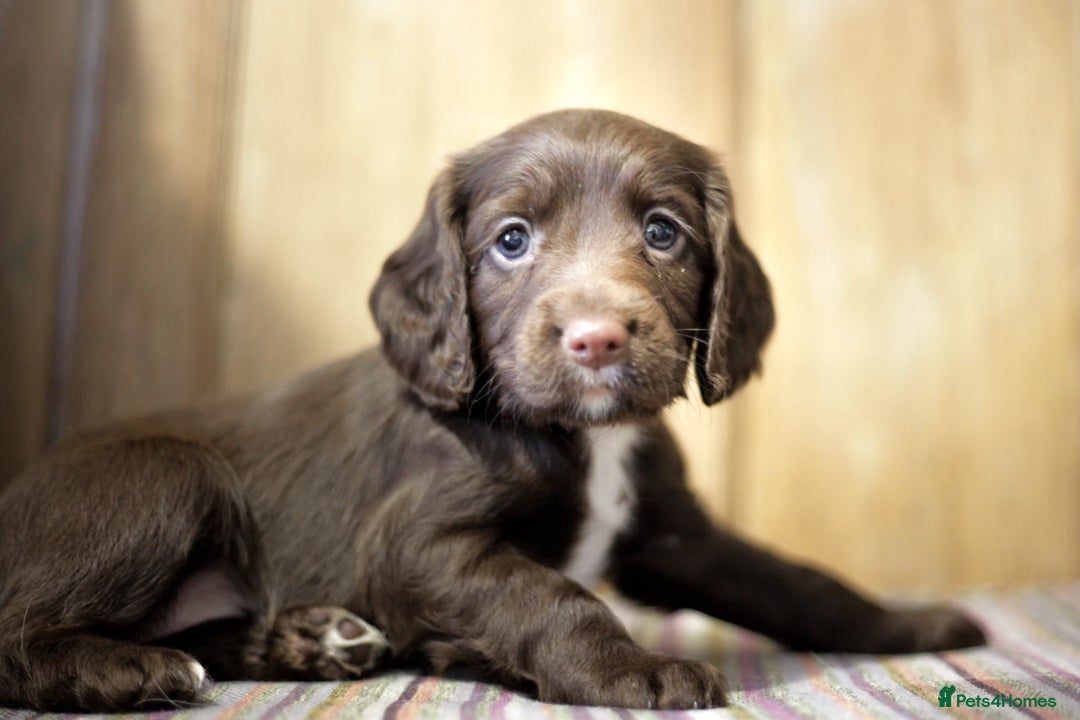 Cocker Spaniel dogs for sale: Working cocker spaniels  - Advert 4