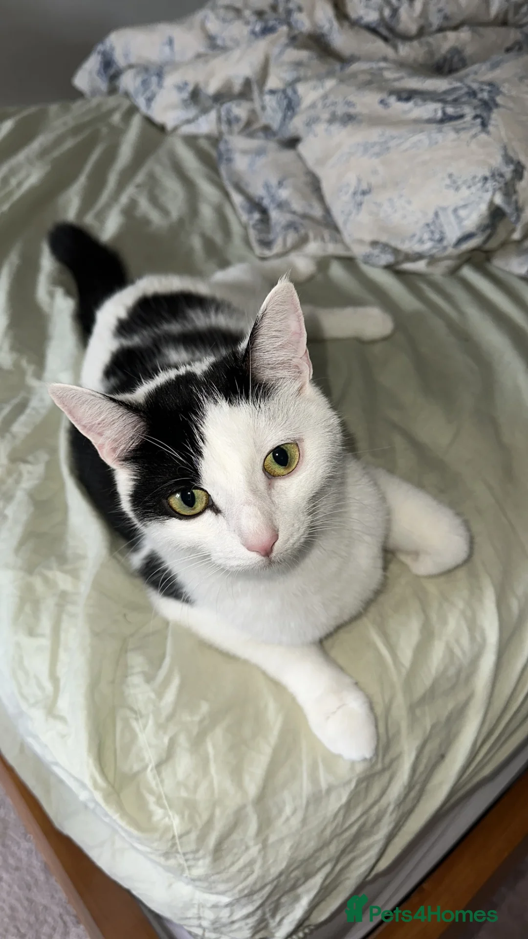 Mixed Breed cats for sale: Mixed cow-cat x maine coon in Cambridge - Advert 2
