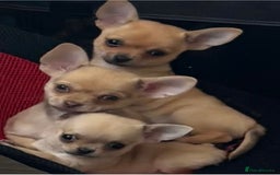 Chihuahua dogs for sale: 1 tiny tea-cup boy chihuahua.  - Image 3
