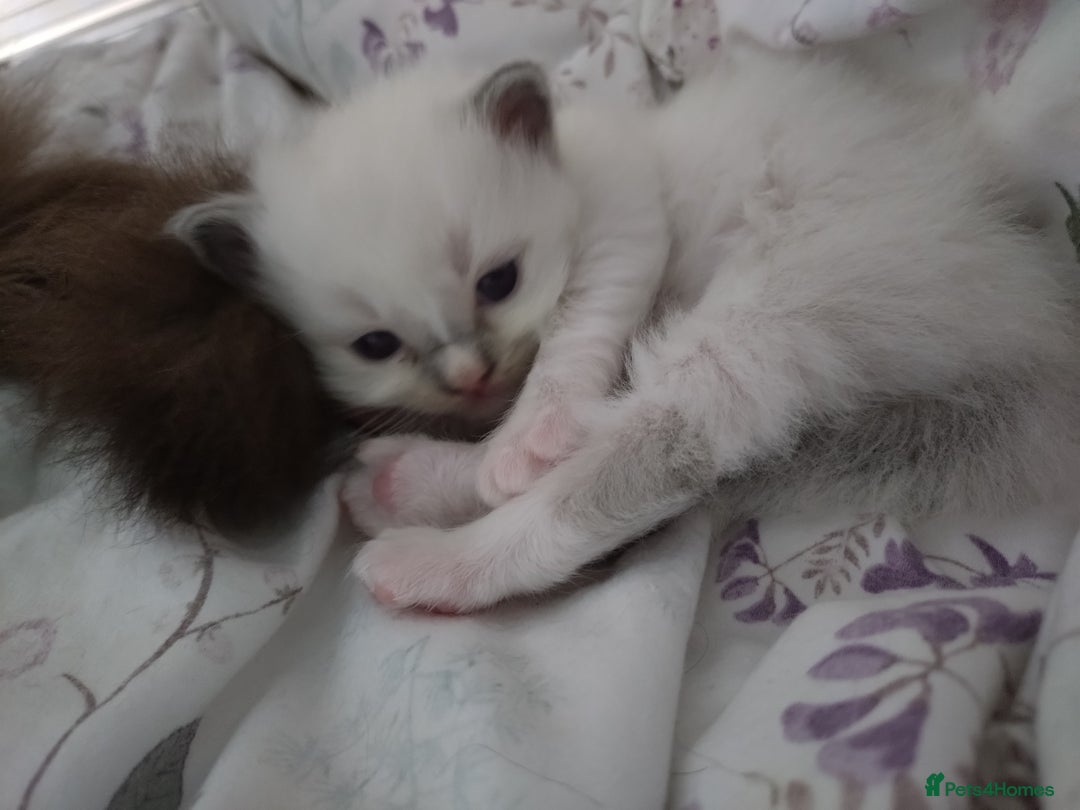 Ragdoll cats for sale: Beautiful Bluey  -unique little fluffy lovelies  - Image 4