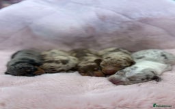 Miniature Dachshund dogs for sale: Only 4 left! Adorable Mini Dachshund Puppies 🐾🐶 - Image 1