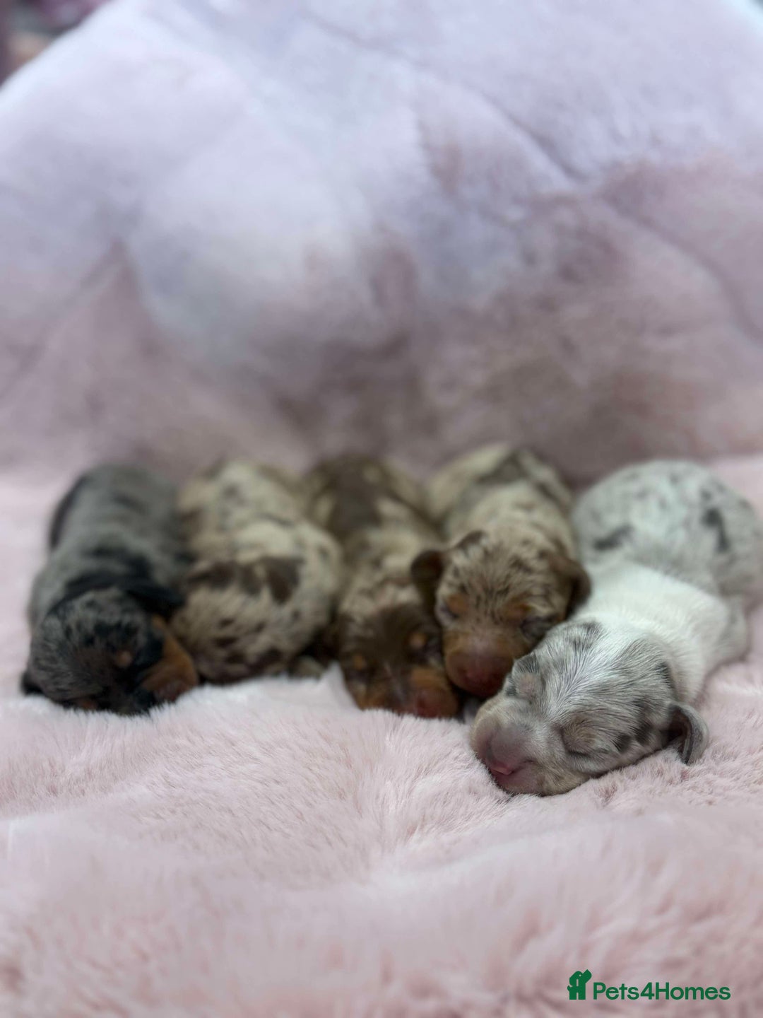 Miniature Dachshund dogs for sale: Only 4 left! Adorable Mini Dachshund Puppies 🐾🐶 - Image 1