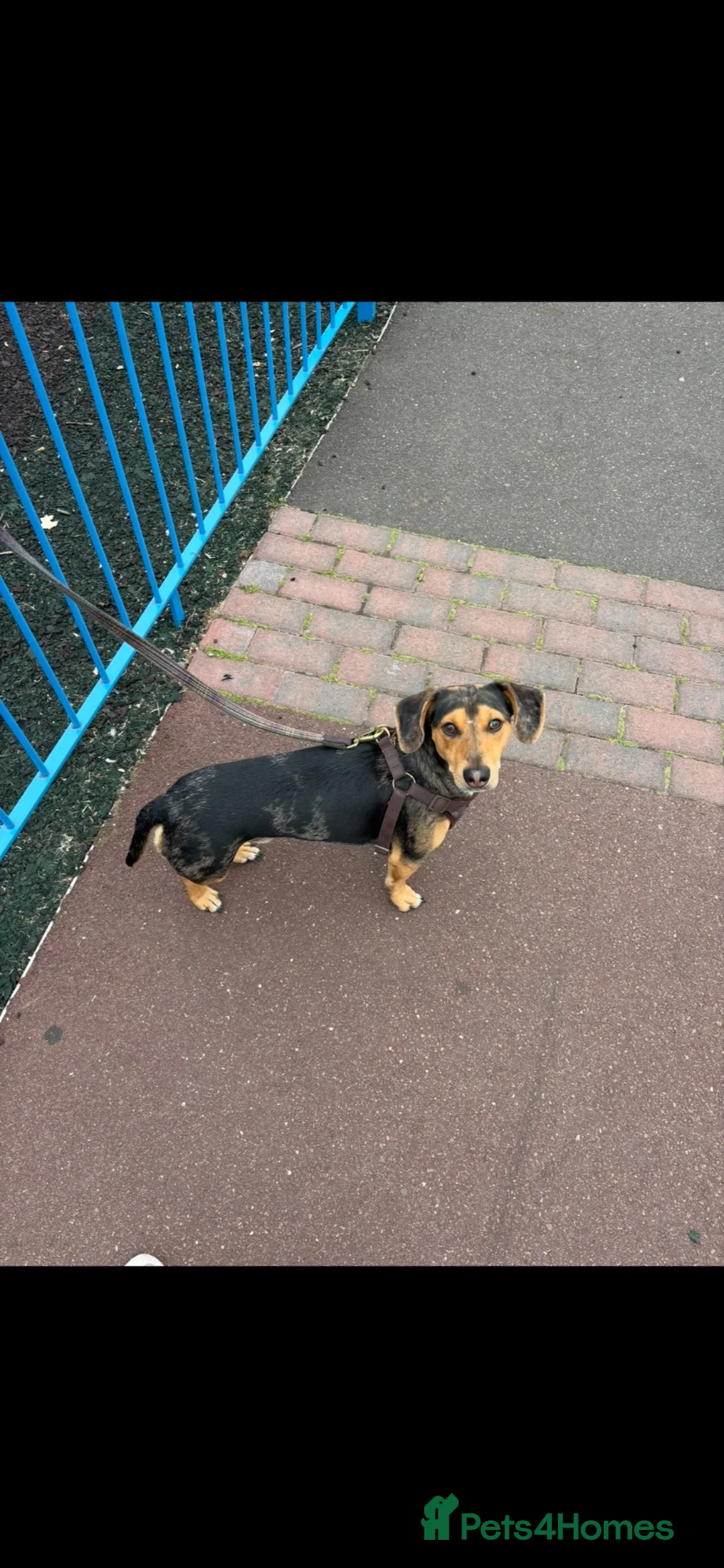 Dachshund dogs for sale: Rehoming due to family circumstances - Advert 2