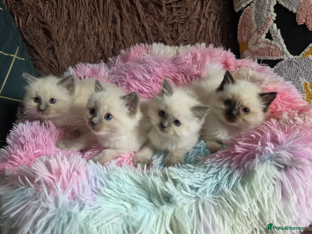 Ragdoll cats for sale: Four Stunning GCCF Registered Girls - Advert 2