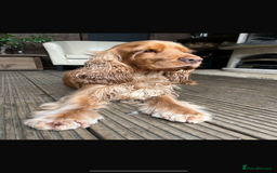 Cocker Spaniel dogs for sale: Outstanding of top quality show type puppies 🌈🐶 - Advert 10