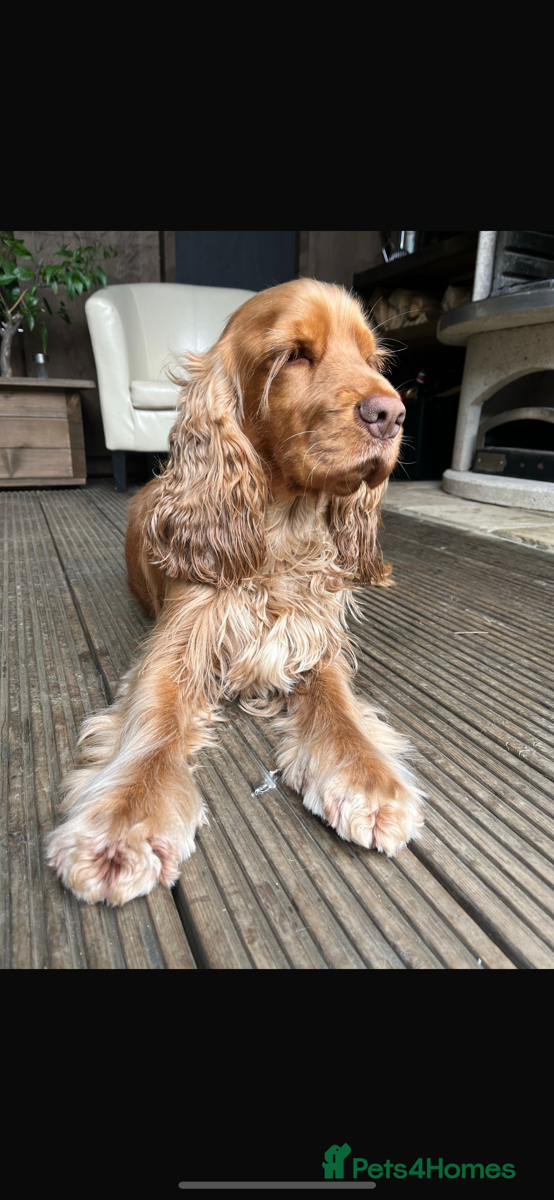 Cocker Spaniel dogs for sale: Outstanding of top quality show type puppies 🌈🐶 - Advert 10