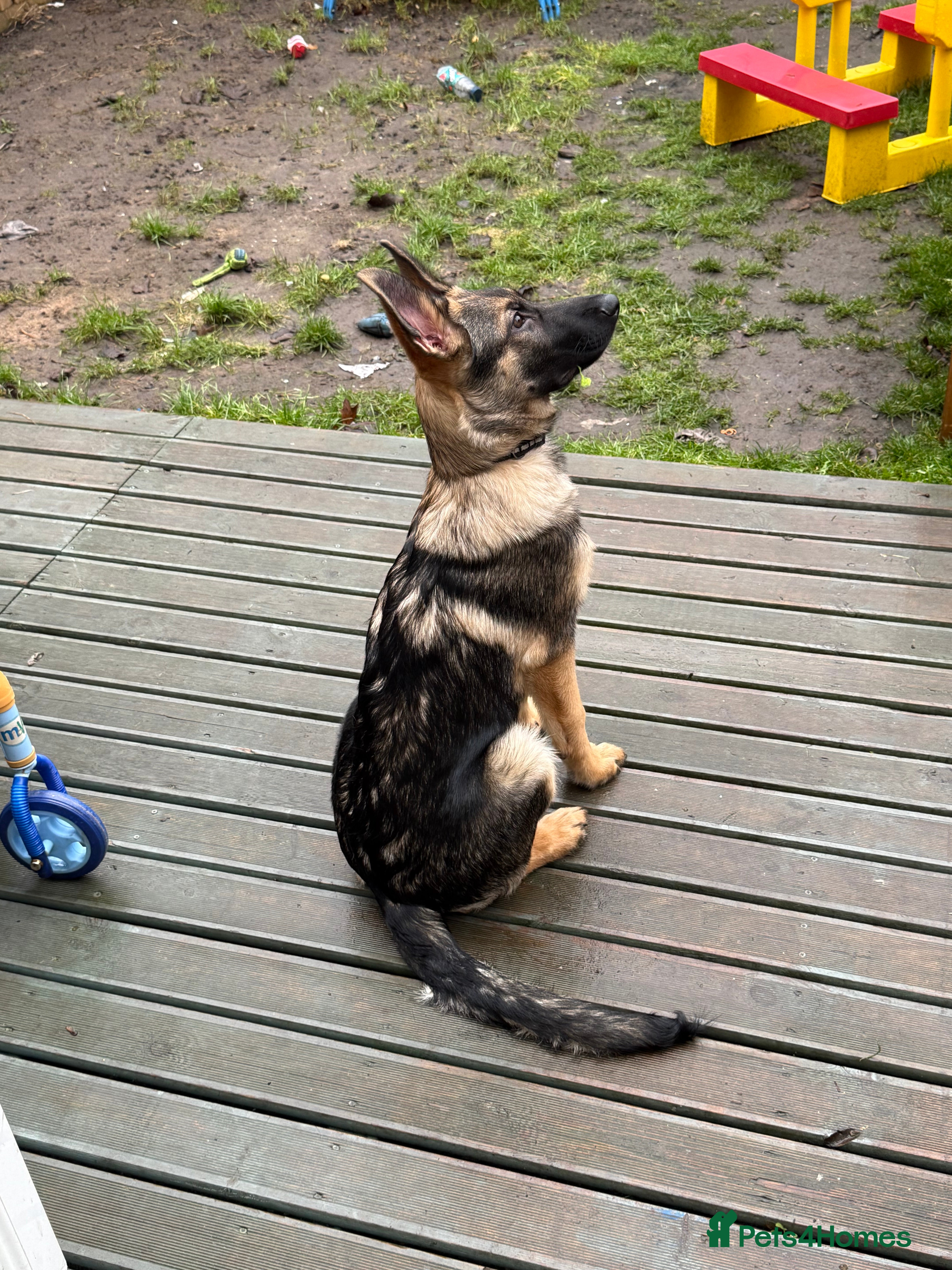 German Shepherd dogs 5 month old buddy  - Advert 3