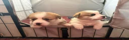 Welsh Corgi Pembroke dogs for sale: Handsome KC Reg Pembroke Corgi Pups in Caerphilly - Advert 15