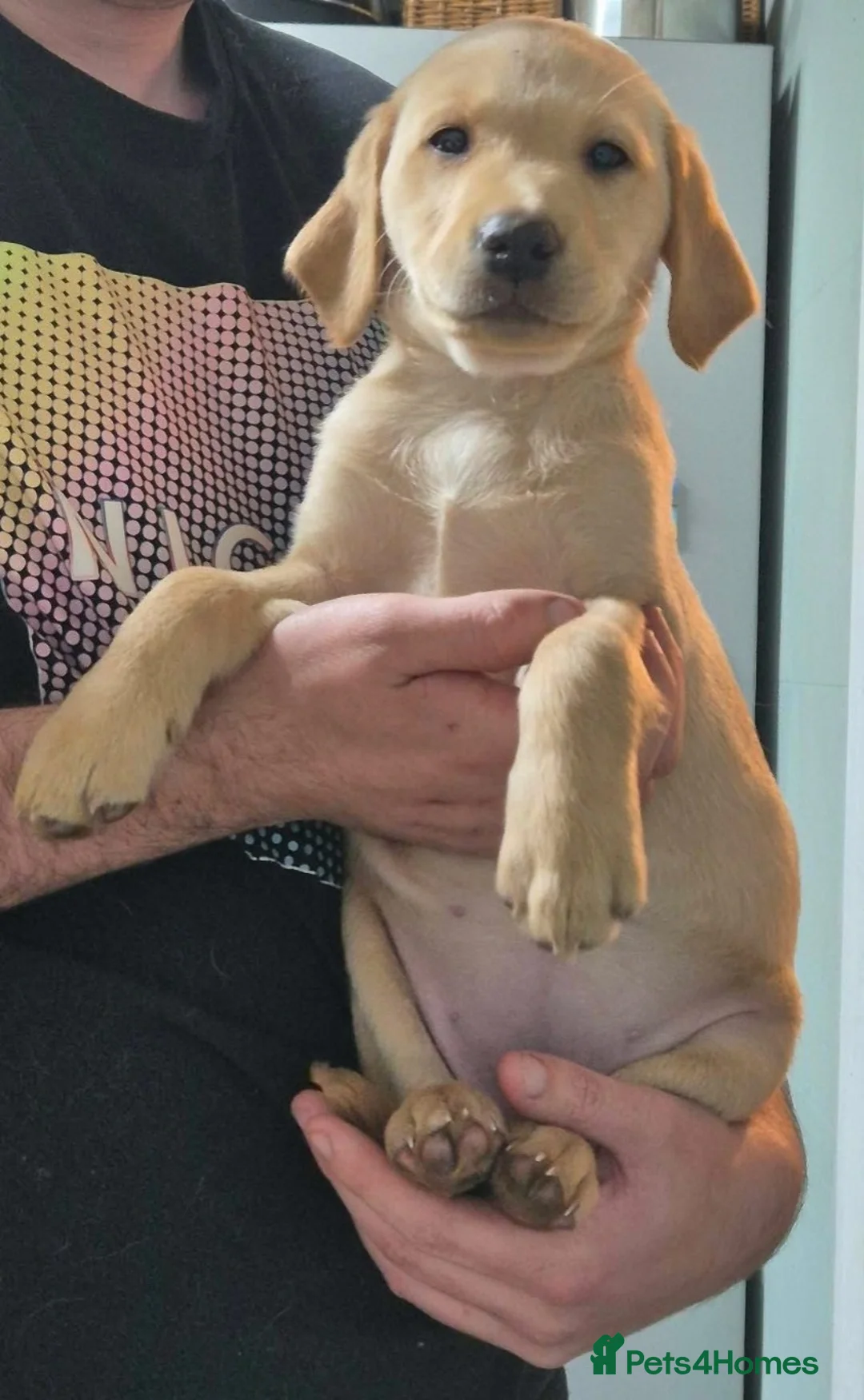 Labrador Retriever dogs for sale: KC Labrador Bitch Puppy ready to leave  - Advert 3