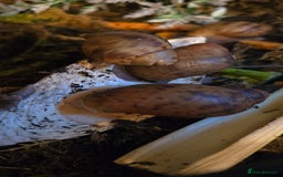 Snails invertebrates for sale: Ovum giant african land snails - Image 6