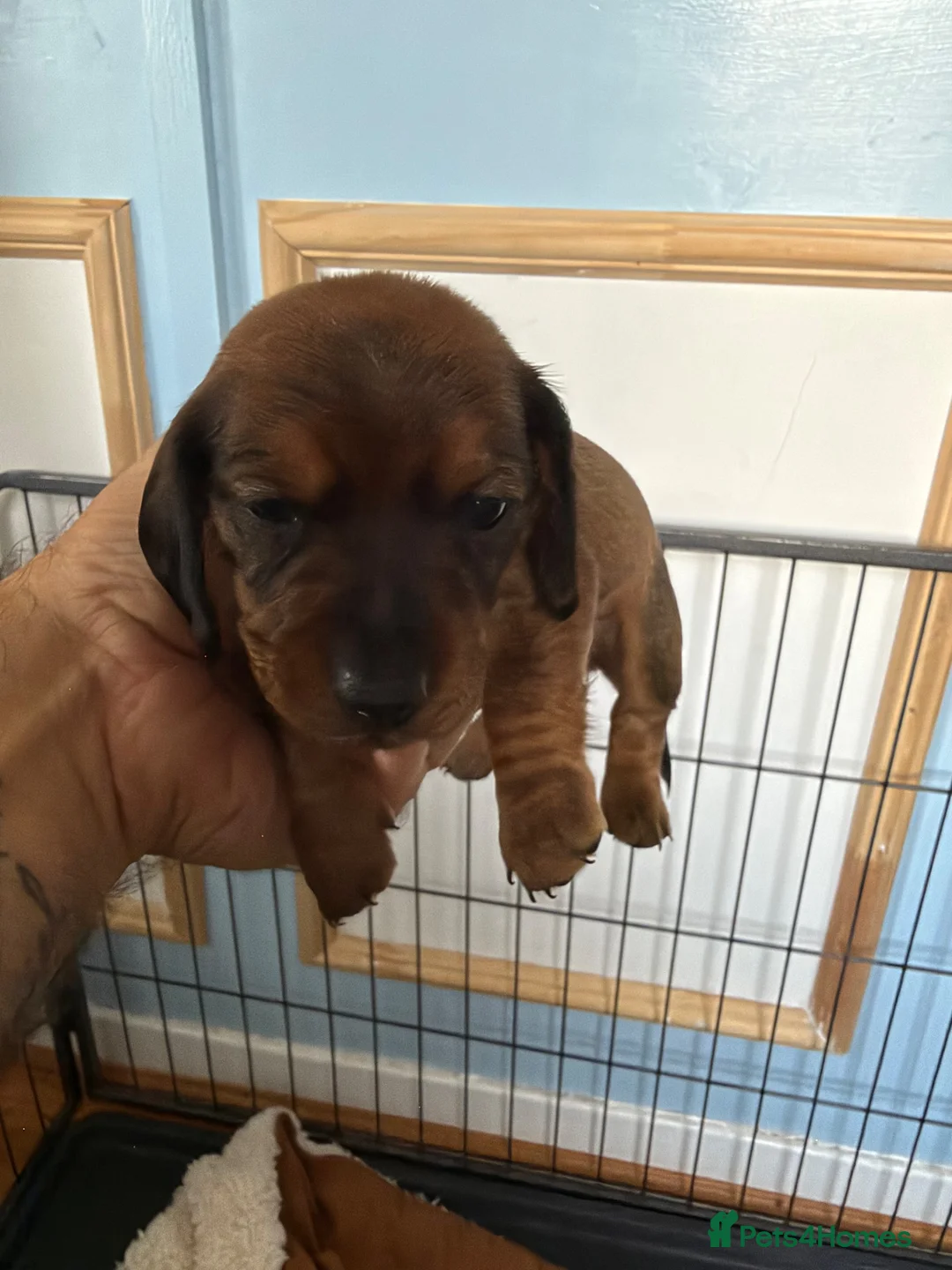 Dachshund dogs for sale: Miniature Dachshund puppies in Merthyr Tydfil - Advert 2