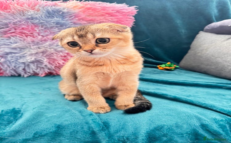 Scottish Fold cats - Advert 1