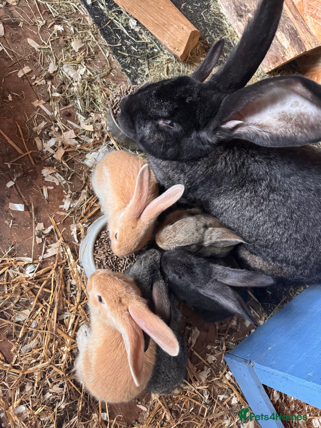 Continental Giant rabbits for sale: Pure Bred Continental Giant Rabbits  - Image 2