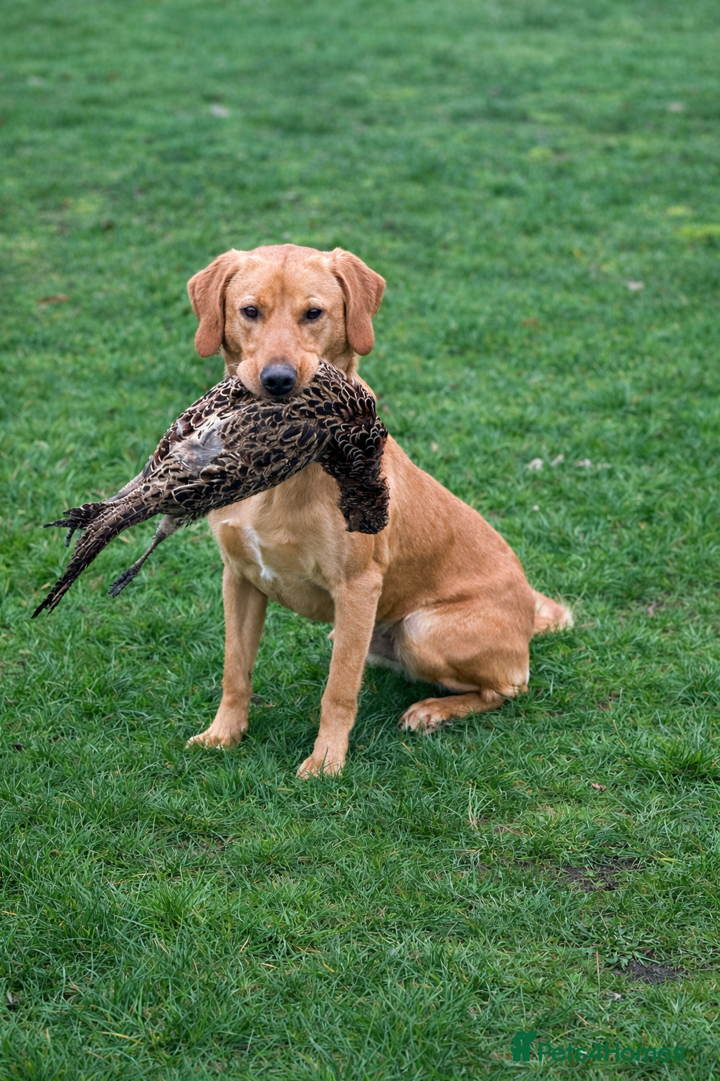 Labrador Retriever dogs Drakeshead lines fox red stud fully health tested  - Advert 1