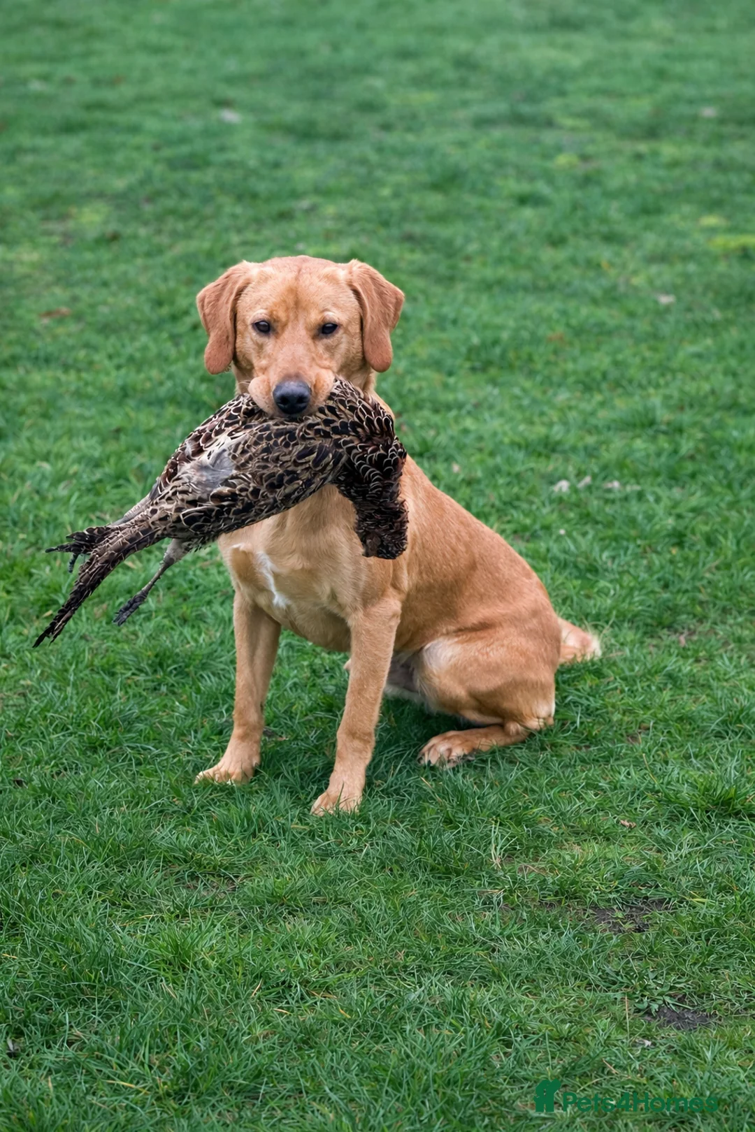 Labrador Retriever dogs for stud: Drakeshead lines fox red stud fully health tested  - Advert 1