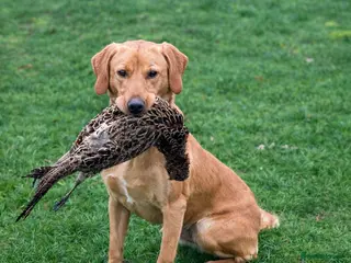 Labrador Retriever dogs Drakeshead lines fox red stud fully health tested - Advert 1