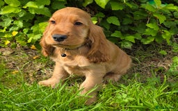 Cocker Spaniel dogs for sale: ⭐️ Show Type Cocker Spaniels ⭐️ - Image 20
