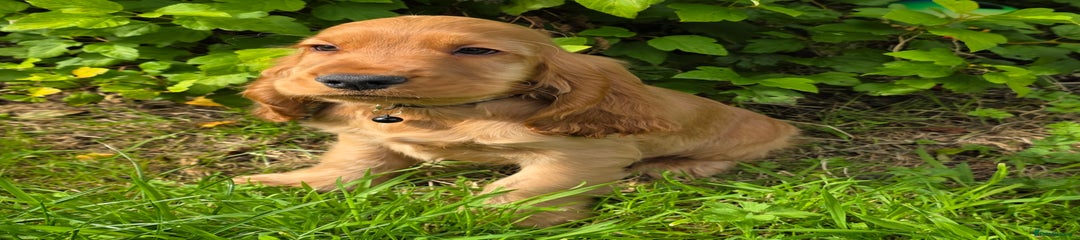 Cocker Spaniel Puppy 1