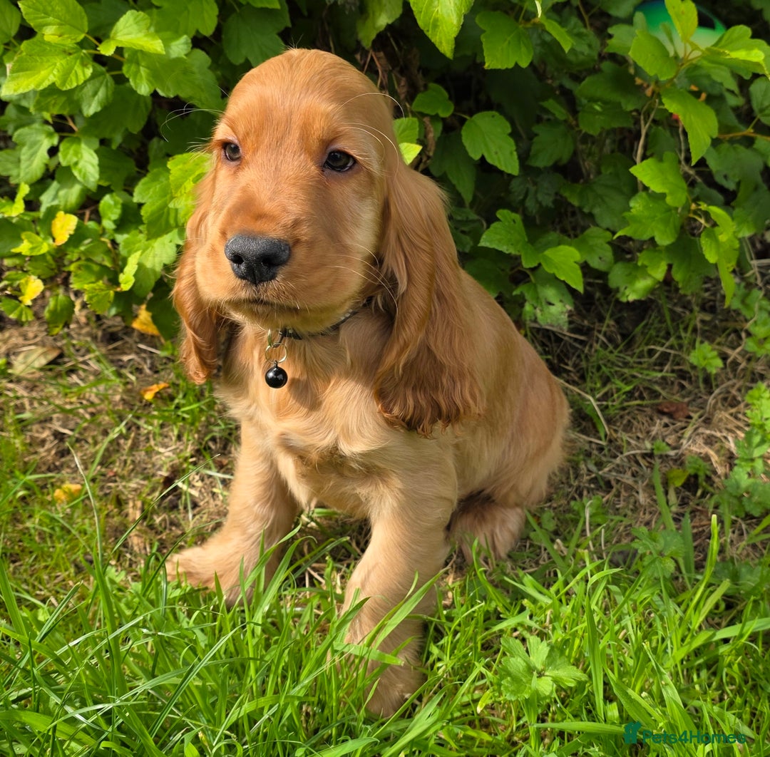 Cocker Spaniel dogs for sale: ⭐️ Show Type Cocker Spaniels ⭐️ - Image 20