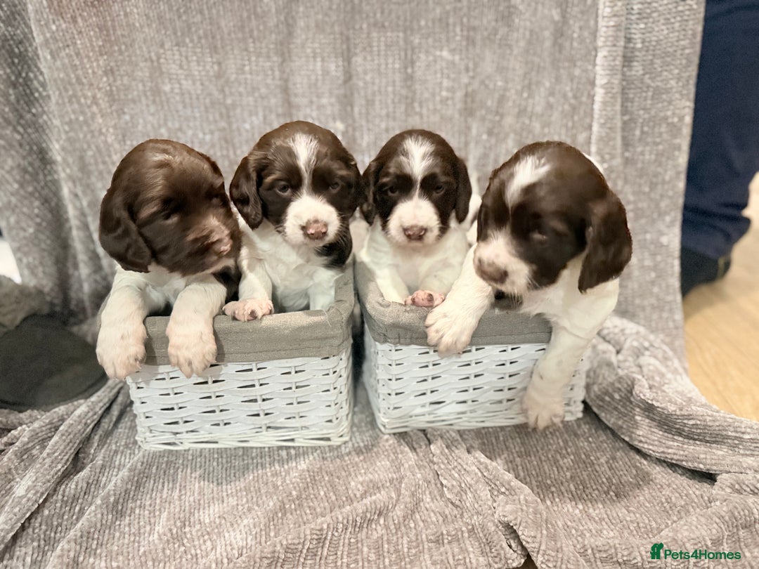 Sprocker dogs for sale: Exceptional F1B Sprocker puppy-male  - Advert 2