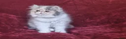 Exotic cats for sale: Stunning exotic/persian kittens - Advert 13