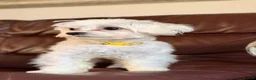 Maltese dogs for stud: Charlie  in Basildon - Advert 2