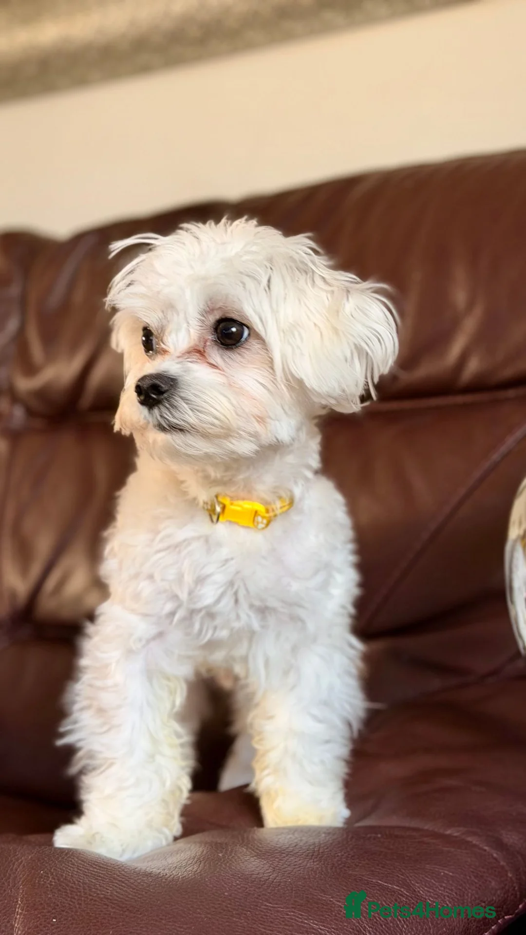 Maltese dogs for stud: Charlie  in Basildon - Advert 2