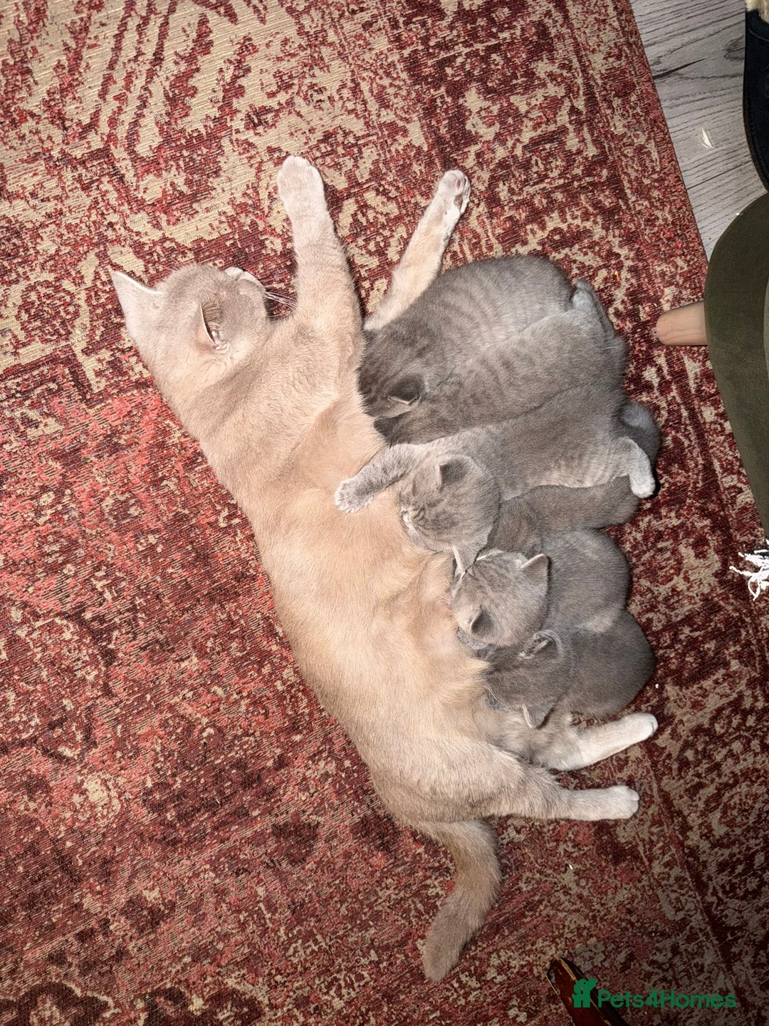British Shorthair cats for sale: 🐾 British Shorthair × Scottish Straight Kittens - Advert 2