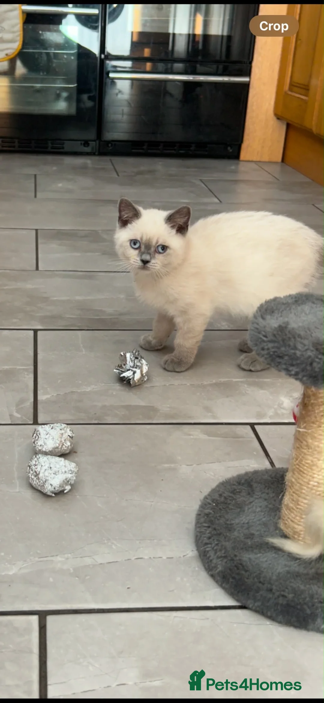 British Longhair cats for sale: Pure bred British Shorthair kittens - Advert 2