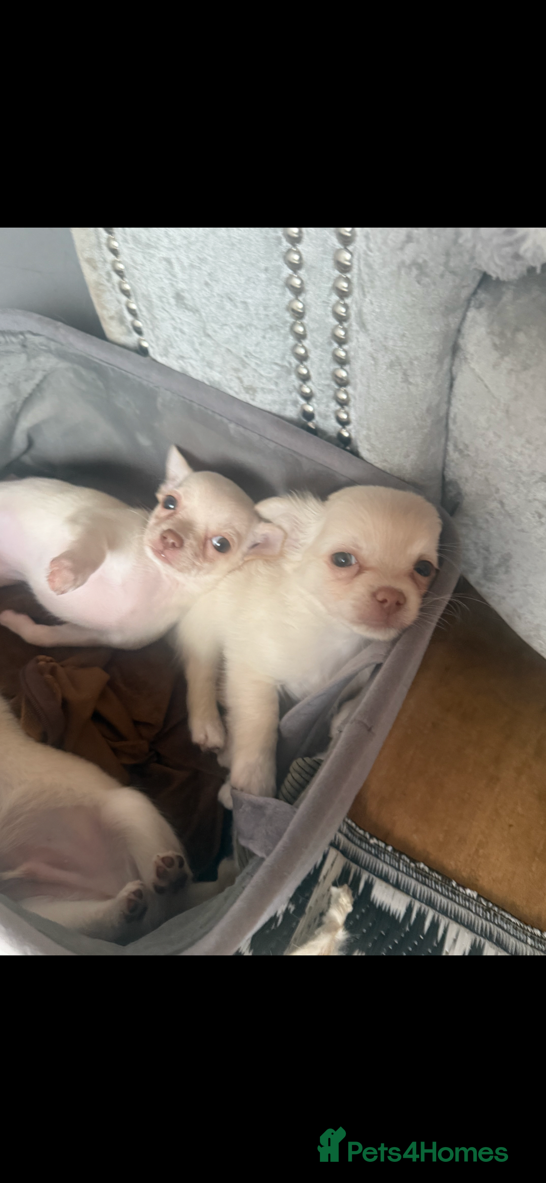 Chihuahua dogs for sale: Double chocolate platinum baby’s READY TO LEAVE  - Image 5