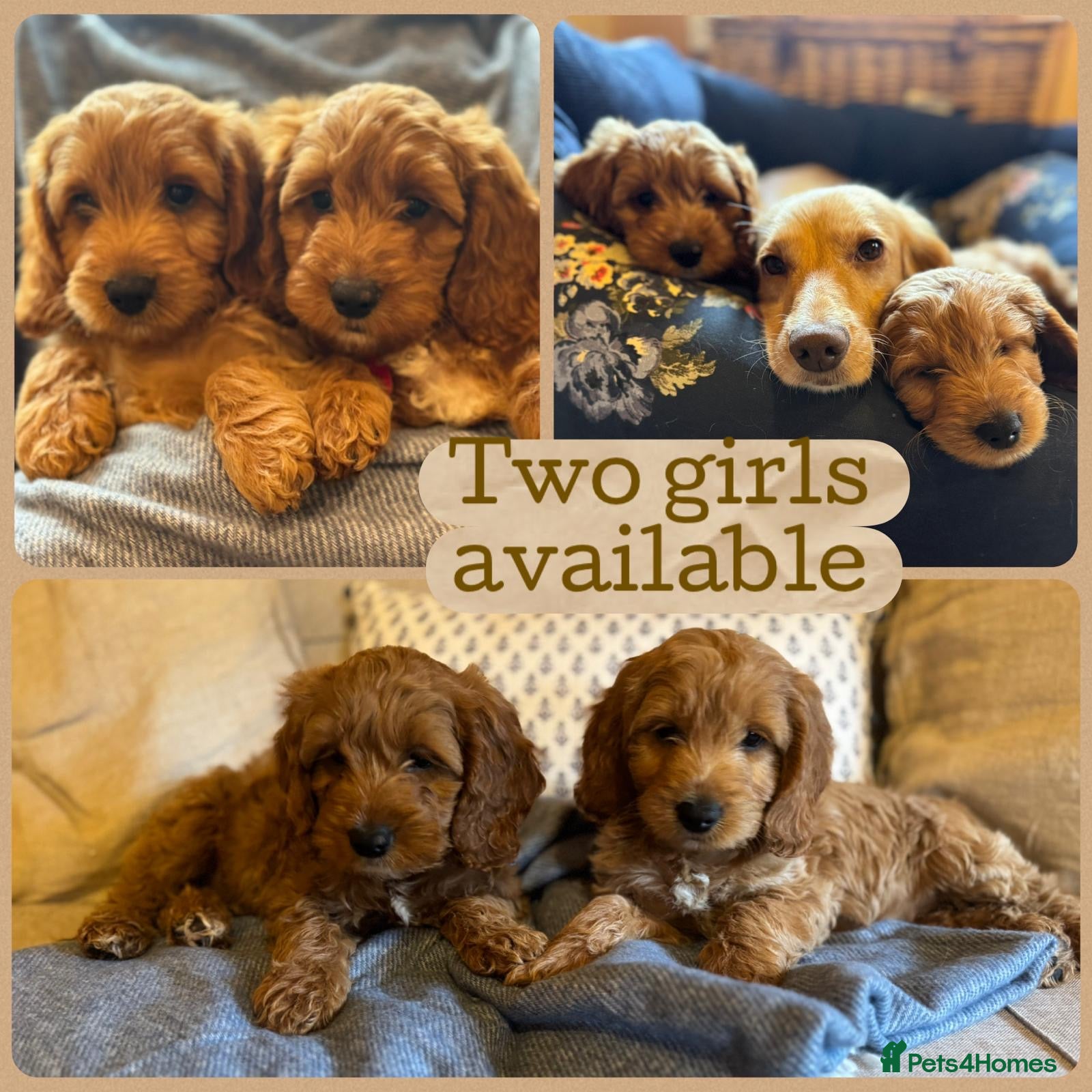 Cockapoo dogs Ready to Go F1 Cockapoos Puppies - Advert 9