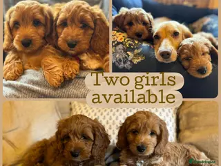 Cockapoo dogs Ready to Go F1 Cockapoos Puppies - Advert 2