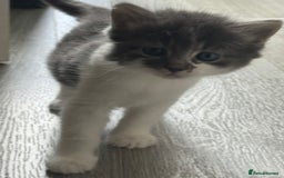 Mixed Breed cats for sale: Mixed breed Tabbies  - Image 16