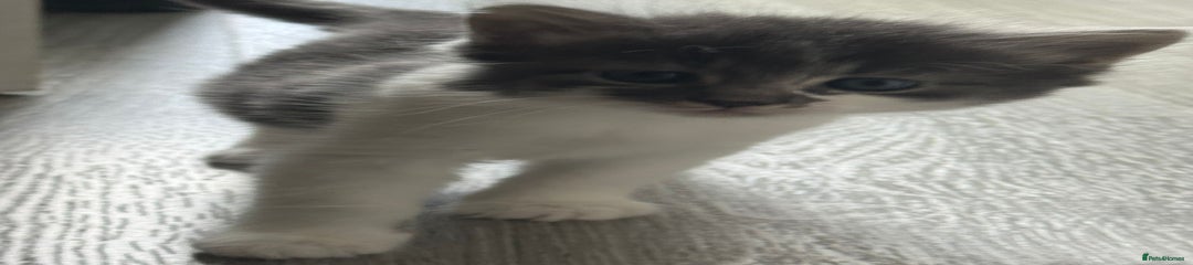 Kitten 2