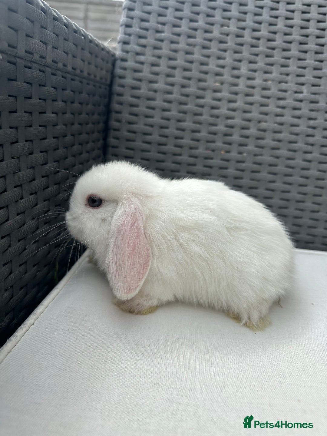 Mini Lop rabbits for sale: Lovely pair of mini lops. - Advert 2