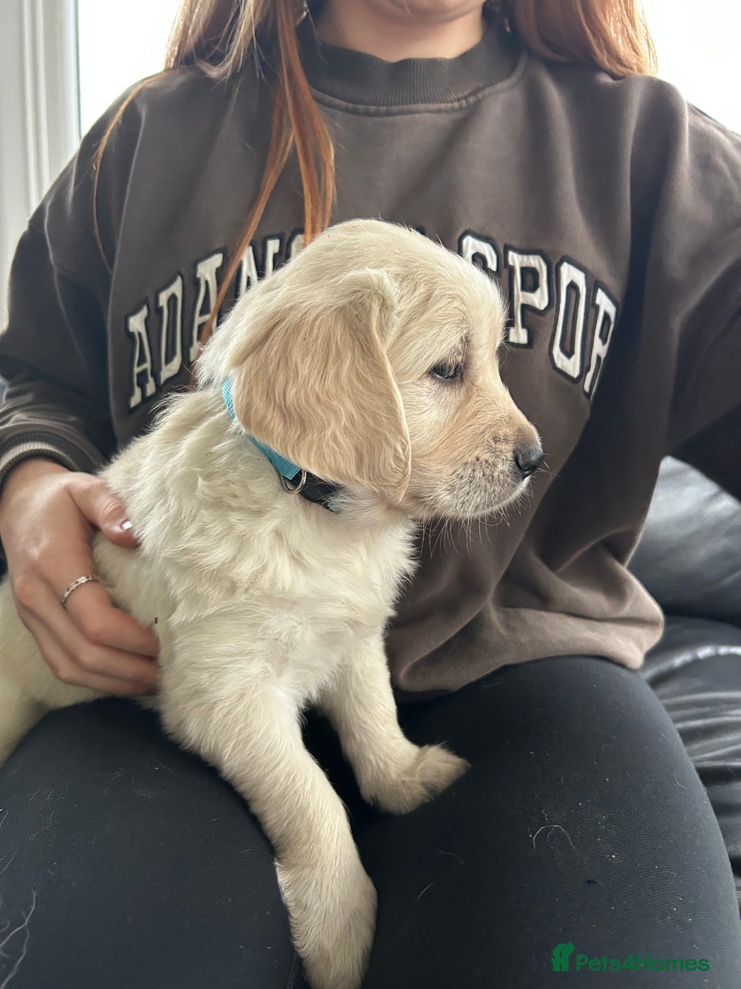 Golden Retriever dogs for sale: Beautiful Golden Retriever Puppies  - Image 11