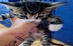 Domestic Shorthair cats for sale: Cats for adoption  - Image 6